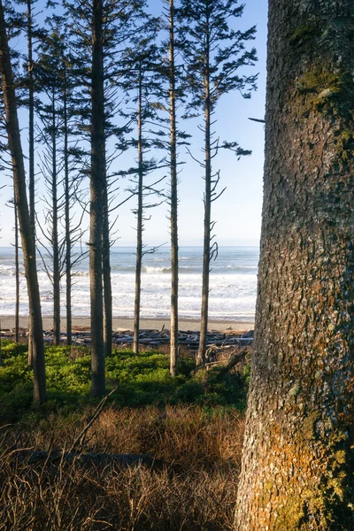 Stromy lemují vyvýšenině nad paciifc ocean beach pobřeží — Stock fotografie