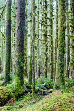 derin orman yeşil yosun kaplı büyüme hoh rainforest sedir ağaçları