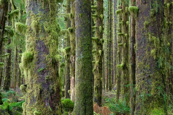 Alberi di cedro Foresta profonda verde muschio coperto crescita Hoh foresta pluviale — Foto Stock