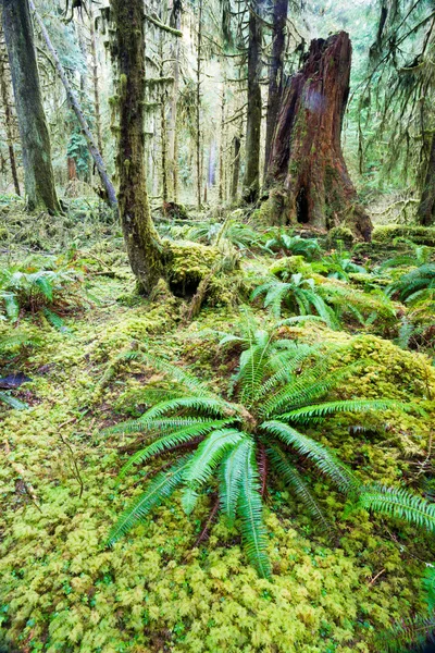 Cedr drzew, lesie zielony mech objętych wzrostu hoh rainforest — Zdjęcie stockowe