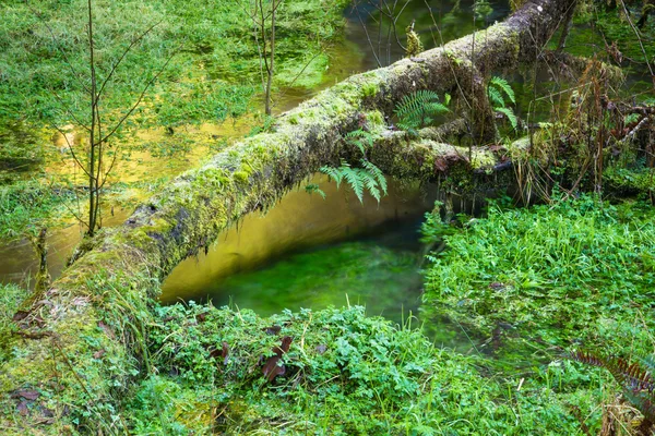 Wzrost bagno lasu deszczowego HOH ziemi przepływ wody odbicie wody — Zdjęcie stockowe