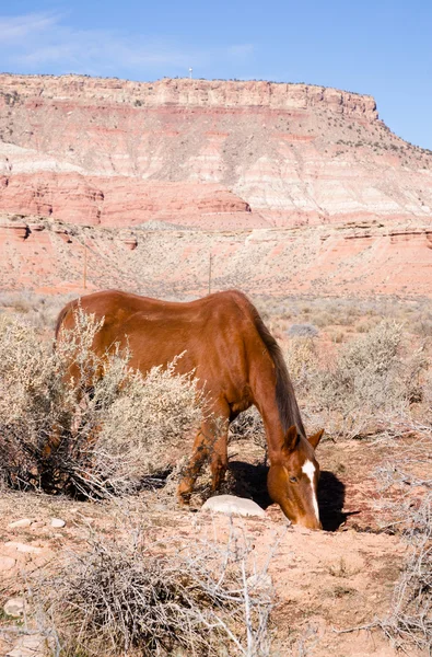 Vertical Composition Scenic Desert Southwest Landscape Animal Livestock — Stock Photo, Image