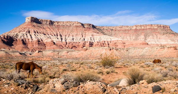 Composição Horizontal Deserto Cênico Sudoeste Paisagem Animal — Fotografia de Stock