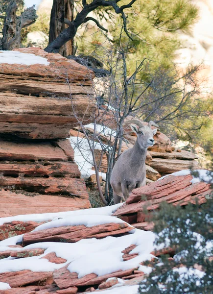 Wilde dieren alpine berggeit schildwacht band flank te beschermen — Stockfoto