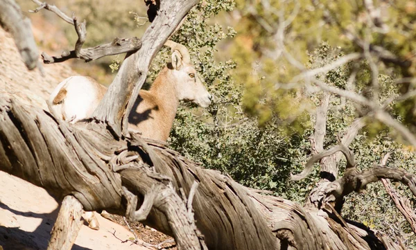 Wildtier Bergziege Wache schützt Bandflanke — Stockfoto