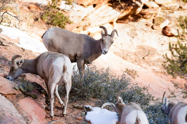 Wilde dieren alpine berggeit band voedsel hoog bos zoeken — Stockfoto