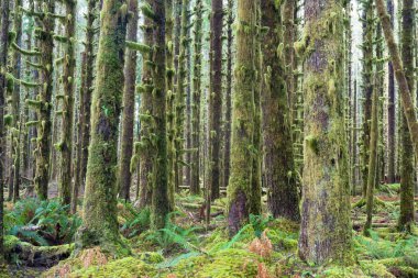 derin orman yeşil yosun kaplı büyüme hoh rainforest sedir ağaçları