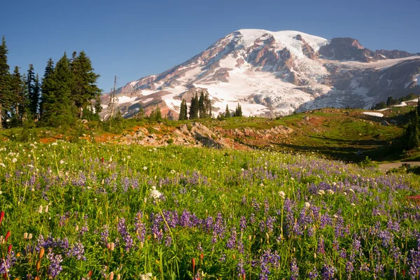 Cascade Range Rainier National Park Montanha Paraíso Prado Flores silvestres — Fotografia de Stock