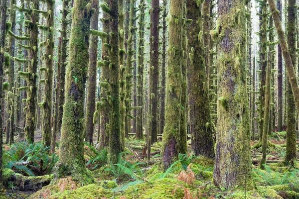 Cedr drzew, lesie zielony mech objętych wzrostu hoh rainforest — Zdjęcie stockowe