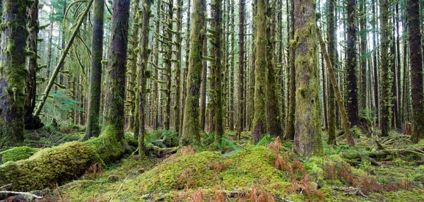 Alberi di cedro Foresta profonda verde muschio coperto crescita Hoh foresta pluviale — Foto Stock