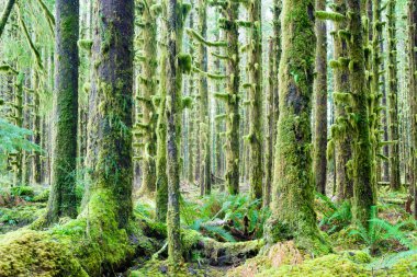 derin orman yeşil yosun kaplı büyüme hoh rainforest sedir ağaçları