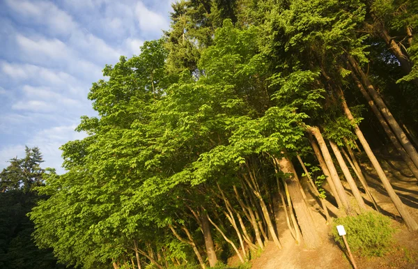 Un letrero de "No hay algo" corto de árboles forestales de perfección — Foto de Stock