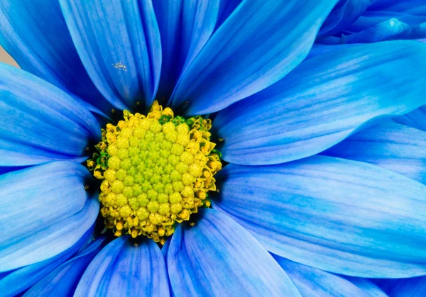 Flor de Margarita Teñida Blanco Naranja Pétalos Verde Carpelos Primer plano — Foto de Stock