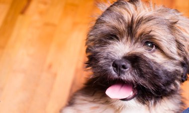 Tibet lhasa apso küçük köpek köpek doğurmak kürklü hayvan yaratık
