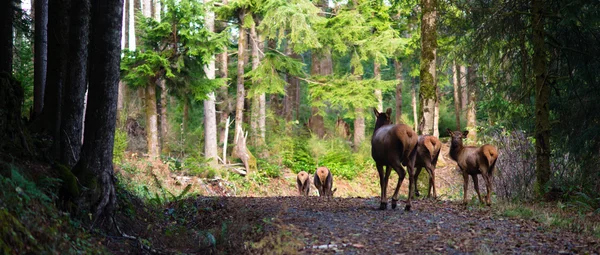 Troupeau de wapitis animaux se promenant dans les bois de l'Oregon Forêt du Nord-Ouest Faune — Photo