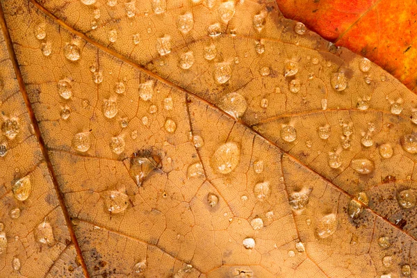 Turuncu sarı düşen yapraklar ıslak çiy Su damlacıkları sonbahar — Stok fotoğraf
