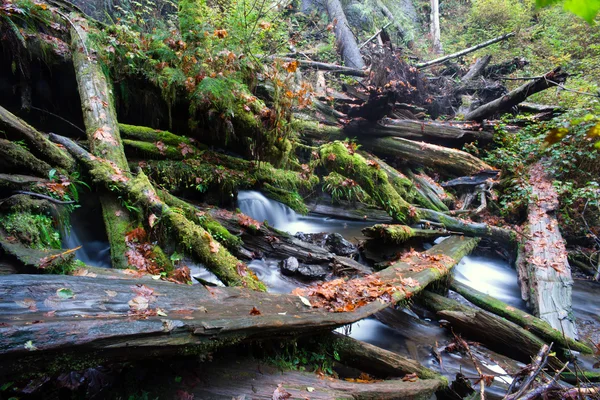 Rain Forest Stream Covered Fallen Logs Woods Jungle Outback Travel — Stock Photo, Image