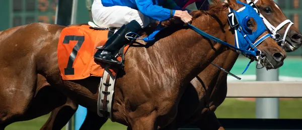 Jockey mit sieben Pferden überquert Zielgerade Foto-Finish — Stockfoto