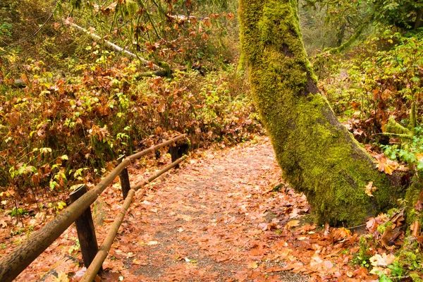 Sendero marcado Sendero del bosque lluvioso Pacífico Noroeste Costa Oeste —  Fotos de Stock