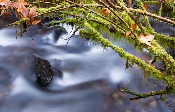 Cachoeira na trilha Great Northwest Pacific Coast — Fotografia de Stock