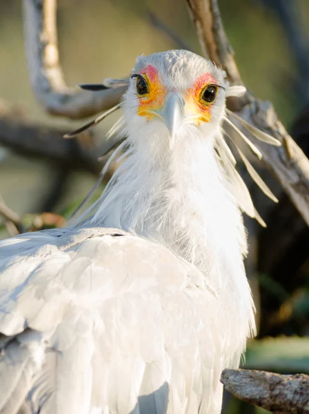 Sekreterare fågel ser tillbaka stora raptor djur wildlife — Stockfoto
