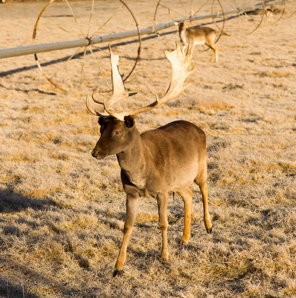 Mooie betrokken dieren in het wild jonge mannelijke buck elanden gewei hoorns — Stockfoto