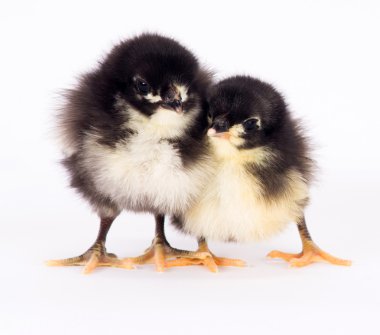 Beyaz australorp çeşitli duran bebek tavuk yenidoğan çiftlik tavuk