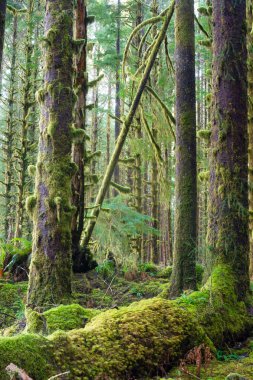 derin orman yeşil yosun kaplı büyüme hoh rainforest sedir ağaçları