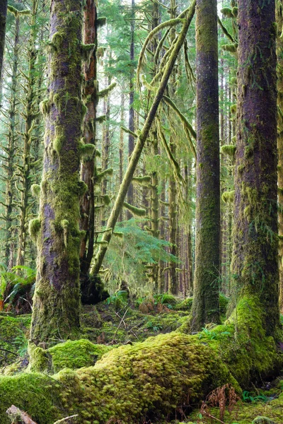 Cedr drzew, lesie zielony mech objętych wzrostu hoh rainforest — Zdjęcie stockowe