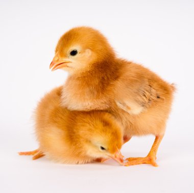Beyaz rhode Island red duran bebek tavuk yenidoğan çiftlik tavukları