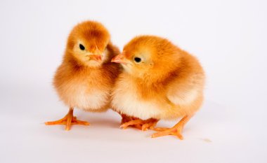 Beyaz rhode Island red duran bebek tavuk yenidoğan çiftlik tavukları