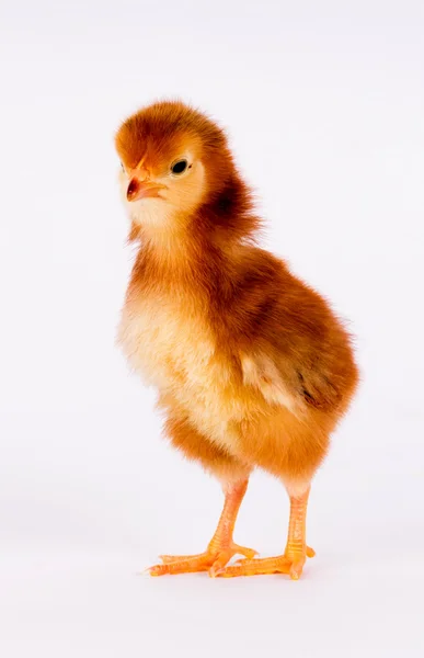 Baby tøs nyfødte gård kylling stående Rhode Island rød - Stock-foto