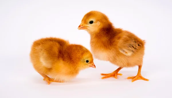 Baby tøs nyfødte gård kyllinger stående hvid Rhode Island rød - Stock-foto