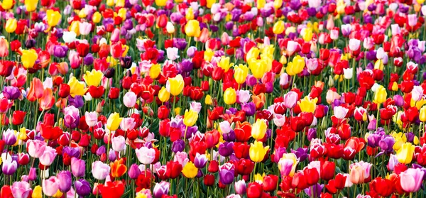 Tulipas campo vermelho amarelo roxo bulbos flores tulipa fazenda — Fotografia de Stock