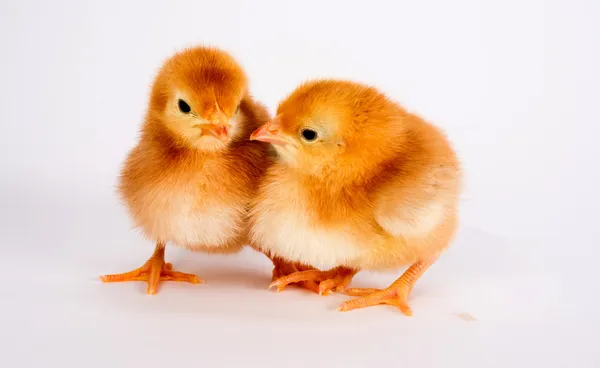 Baby Chick Newborn Farm Chickens Standing White Rhode Island Red — Stock Photo, Image