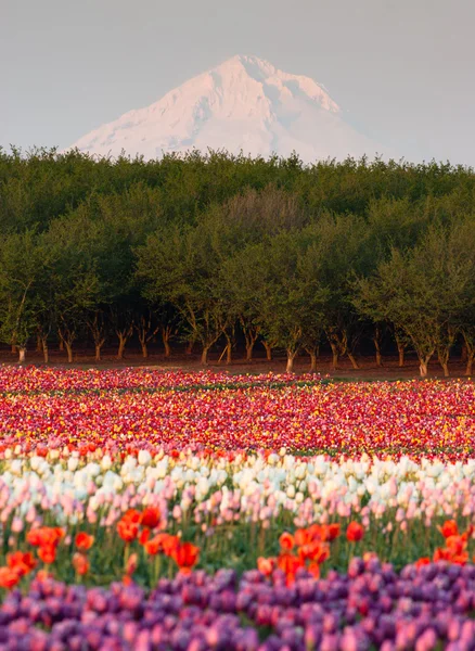 Mount hood meyve meyve bahçesi Lale alan çiçek yetiştiricisi çiftlik — Stok fotoğraf