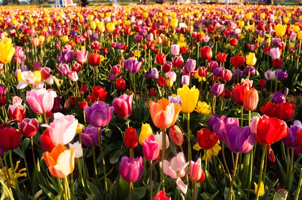 Saubere Reihen Tulpen bunte Blütenblätter Bauernzwiebelbauernhof — Stockfoto