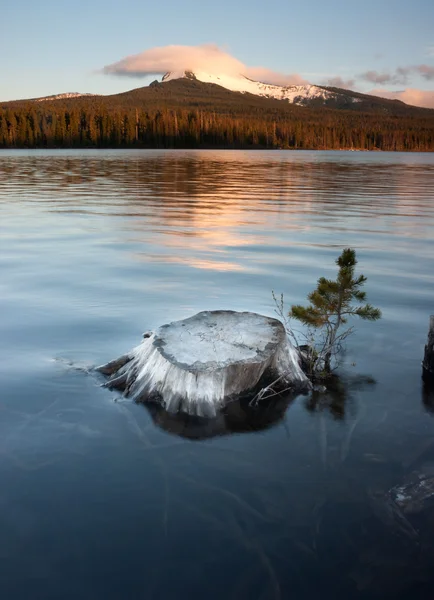 Parcialmente submerso Stump Lakefront Big Lake Mt Washington Oregon — Fotografia de Stock