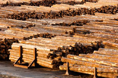 günlük ölçülen ağaç gövdelerinin kereste fabrikası kesim ahşap tur sona erer.