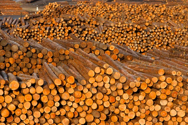 Logboek eindigt hout rondes gesneden gemeten boom trunks hout molen — Stockfoto