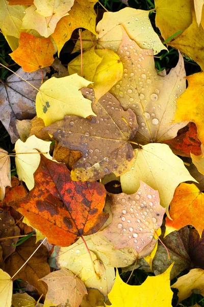 Blätter gefallen Winter Natur Boden Herbst Jahreszeit ändern Tautropfen — Stockfoto