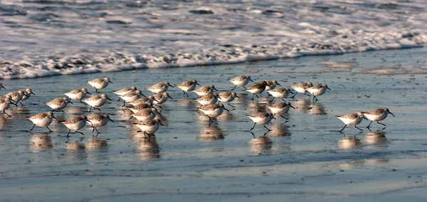 Bécasseau Oiseaux Run Up Beach Feeding Sand Ocean Surf — Photo