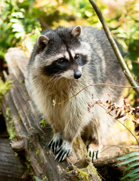 Wilde dieren wasbeer foerageren gevallen logboeken natuur wildlife coon omnivore — Stockfoto