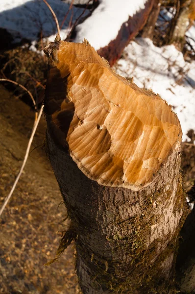Отрезанный пень дерева Зубы бобра резьба зимой на открытом воздухе — стоковое фото