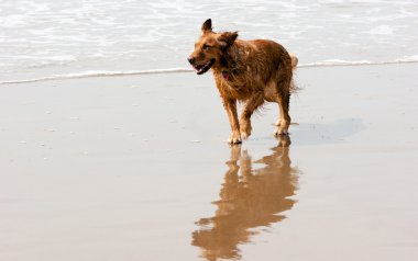 Ocean surf kumlu plajı çalışan İrlandalı setter golden retriever köpek