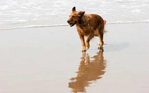 Ierse setter gouden retriever hond lopen van ocean surf zanderige strand — Stockfoto