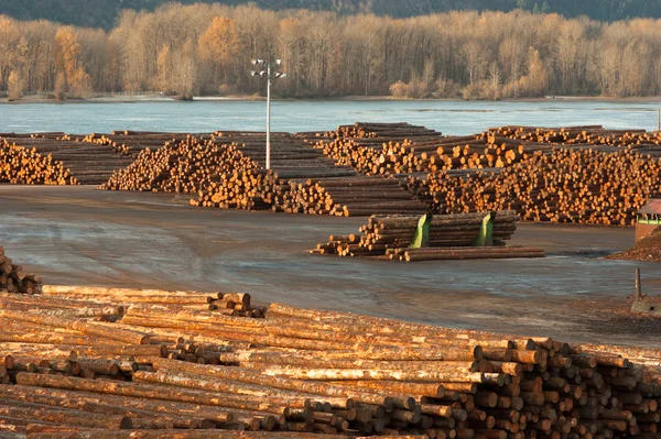 Stora timmer trä Stock virke bearbetning anläggning vid floden columbia — Stockfoto