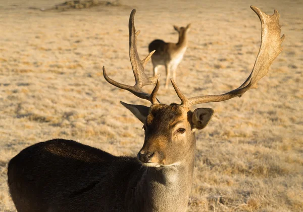 Belle fiancée faune jeune mâle Buck wapiti bois cornes — Photo