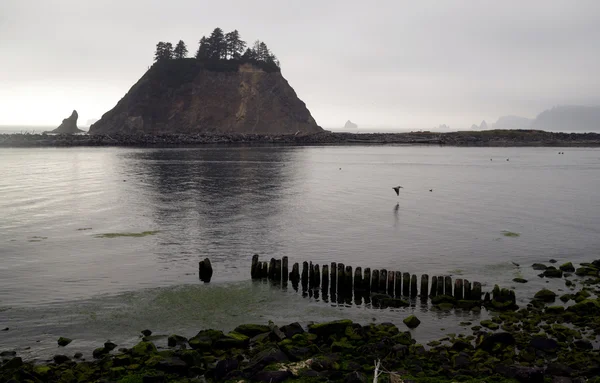 Pelikan yığınları Bluffs Pasifik Okyanusu West Coast — Stok fotoğraf