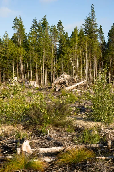 Ландшафт остался в шрамах после вырубки леса — стоковое фото